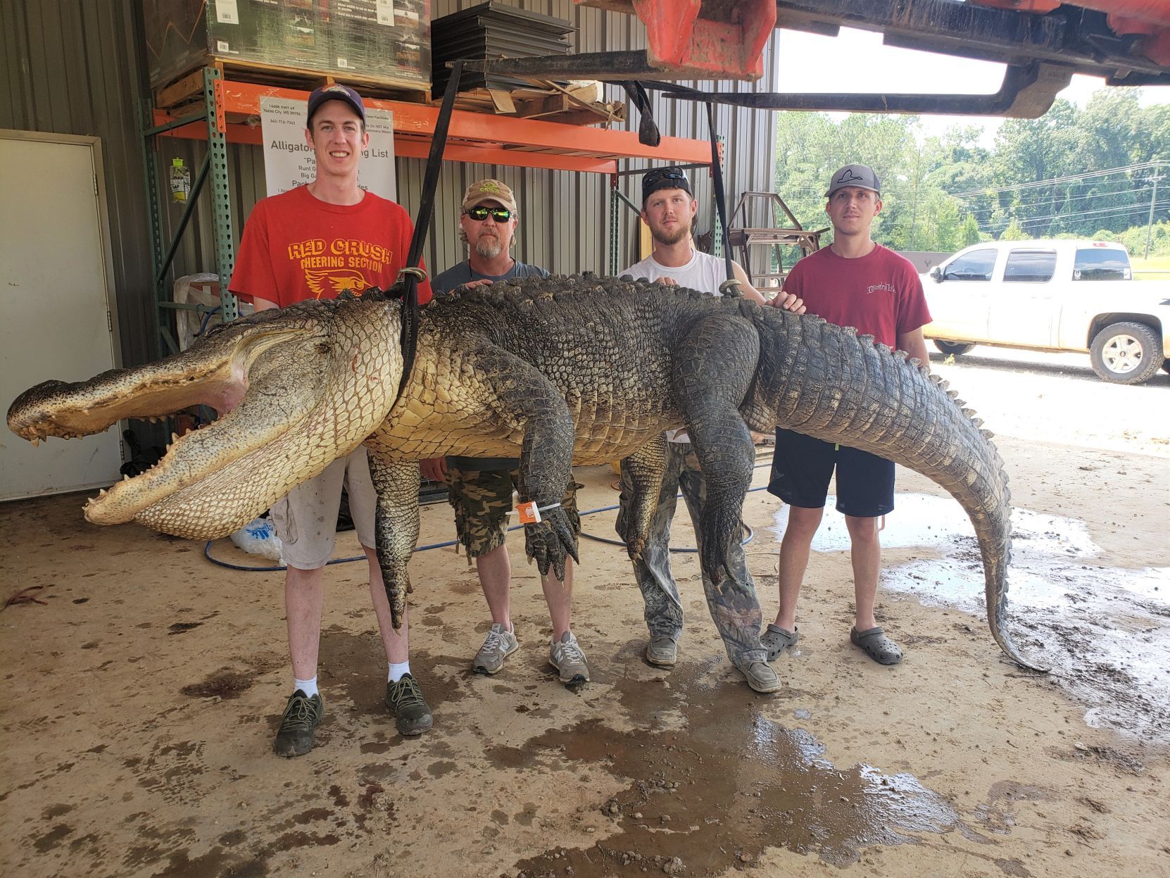 gator 3